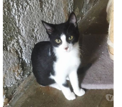 Adoption animaux Carcassonne Carcassonne - Photos Vivastreet Félix chaton adorable 5 mois A ADOPTER