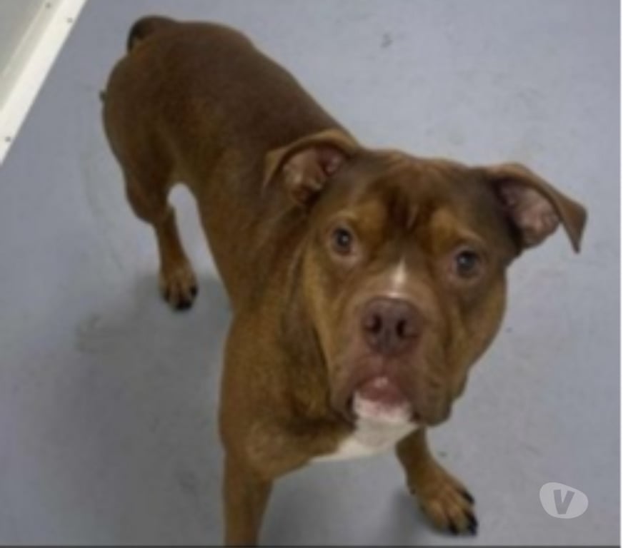 Don animaux Bouches-du-Rhône Marseille - Photos Vivastreet Chien SPIKE à l adoption