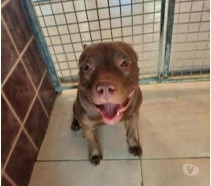 Don animaux Marseille Marseille - Photos Vivastreet Chien RICO à l adoption