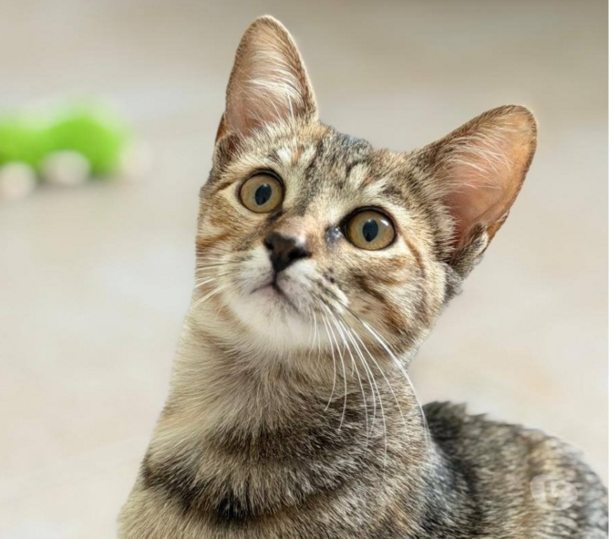 Don animaux Drôme St Restitut - 26130 - Photos Vivastreet Chat MYSTIE à l adoption