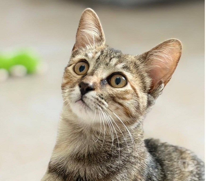 Don animaux Drôme St Restitut - 26130 - Photos Vivastreet Chat MYSTIE à l adoption