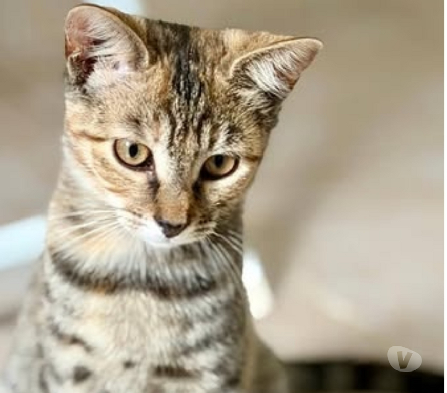 Don animaux Drôme St Restitut - 26130 - Photos Vivastreet Chat MYSTIE à l adoption