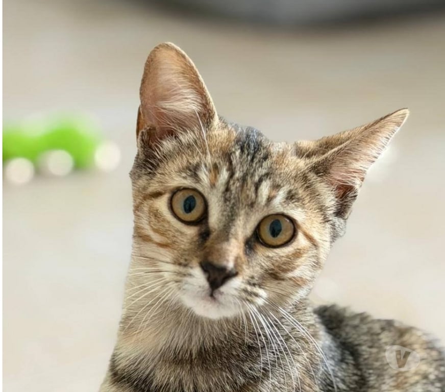 Don animaux Drôme St Restitut - 26130 - Photos Vivastreet Chat MYSTIE à l adoption