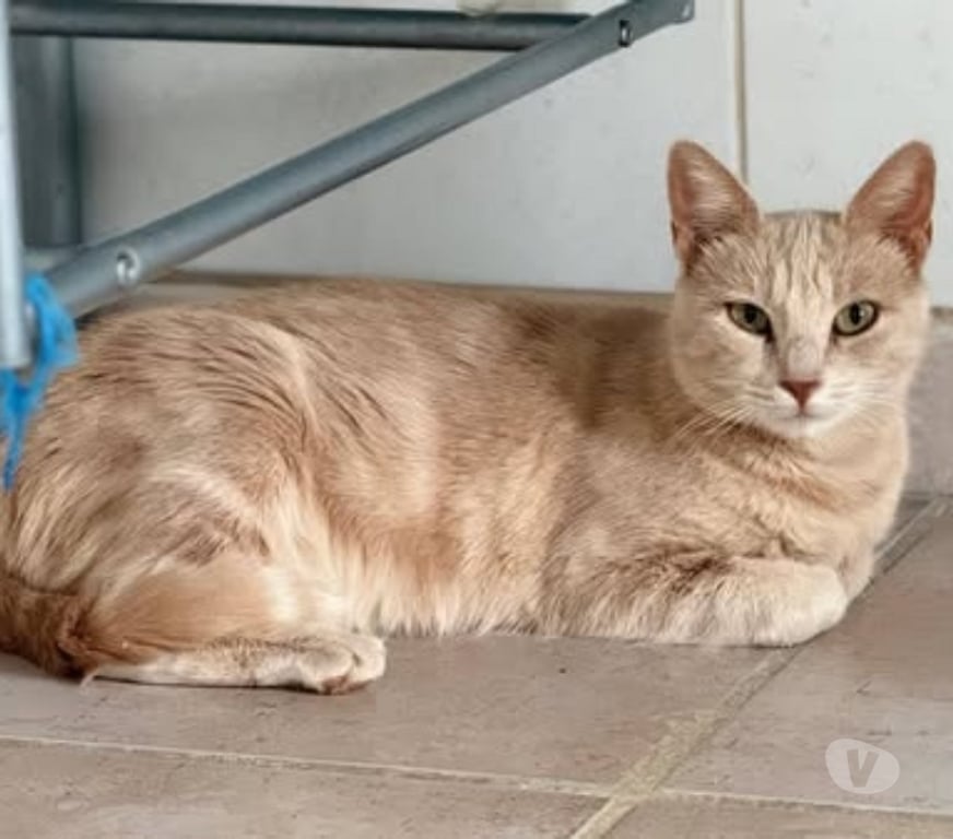 Don animaux Drôme St Restitut - 26130 - Photos Vivastreet Chat TANIA à l adoption