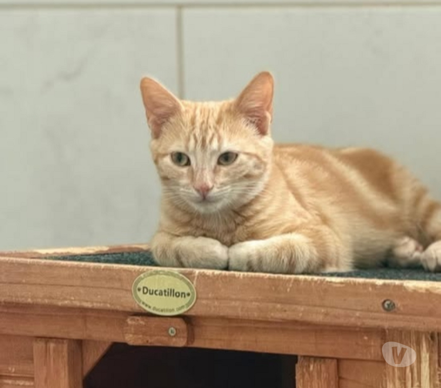 Don animaux Drôme St Restitut - 26130 - Photos Vivastreet Chat SIMBA à l adoption