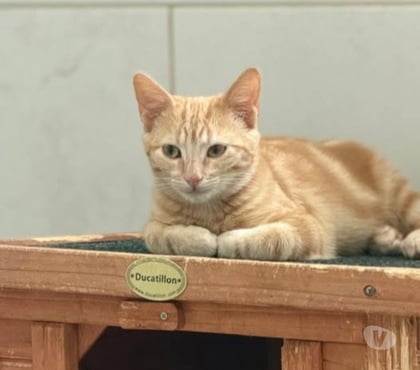 Adoption animaux St Restitut Drôme - Photos Vivastreet Chat SIMBA à l adoption