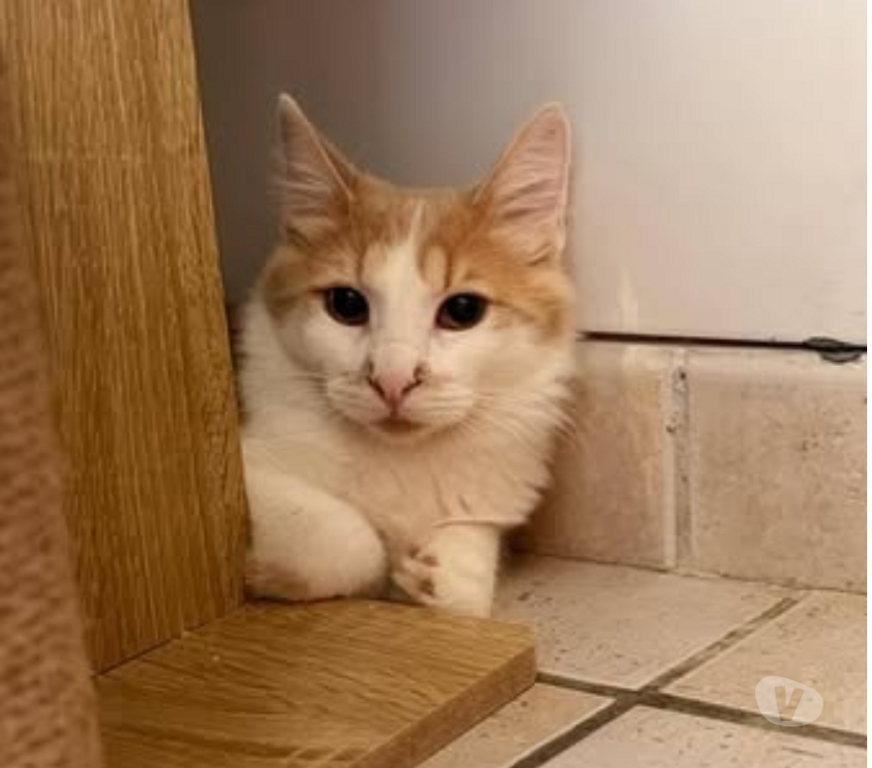 Don animaux Drôme St Restitut - 26130 - Photos Vivastreet Chat GRIZZLY à l adoption