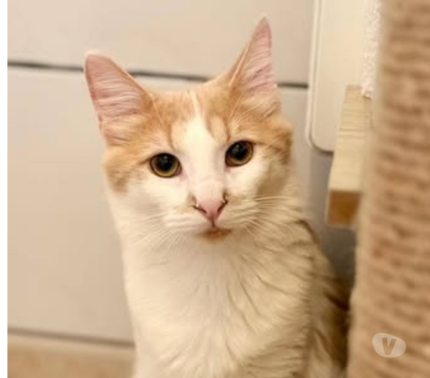 Don animaux Drôme St Restitut - 26130 - Photos Vivastreet Chat GRIZZLY à l adoption