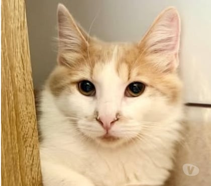 Don animaux St Restitut Drôme - Photos Vivastreet Chat GRIZZLY à l adoption