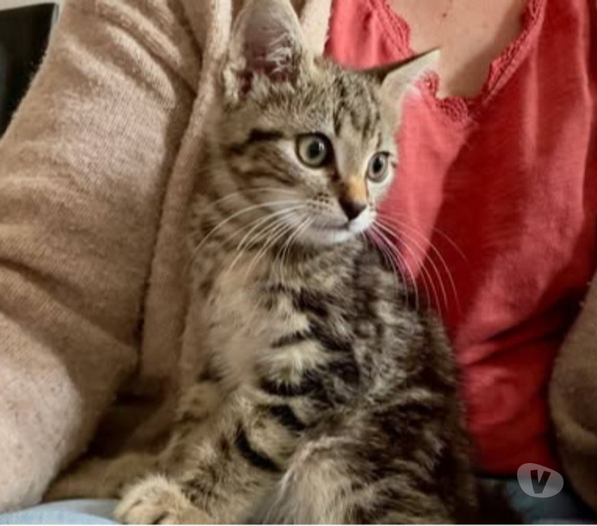 Don animaux Drôme St Restitut - 26130 - Photos Vivastreet Chat ANGELO à l adoption