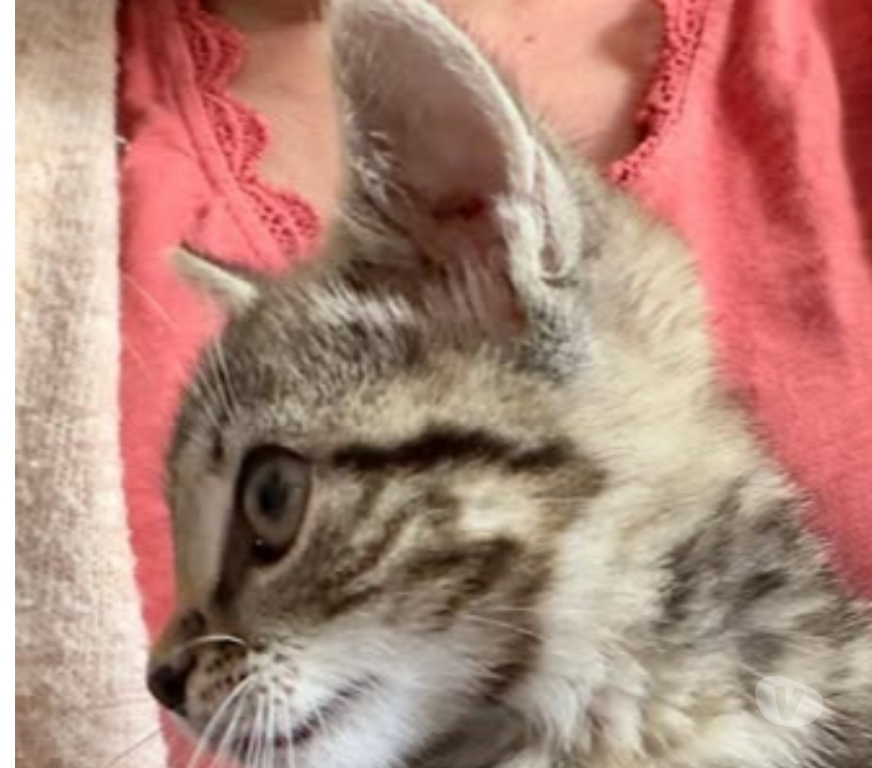 Don animaux Drôme St Restitut - 26130 - Photos Vivastreet Chat ANGELO à l adoption