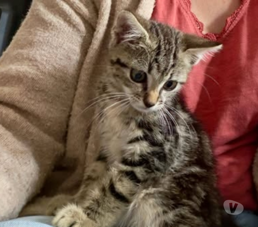Don animaux Drôme St Restitut - 26130 - Photos Vivastreet Chat ANGELO à l adoption