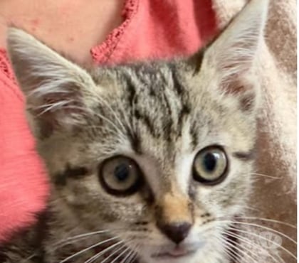 Adoption animaux St Restitut Drôme - Photos Vivastreet Chat ANGELO à l adoption