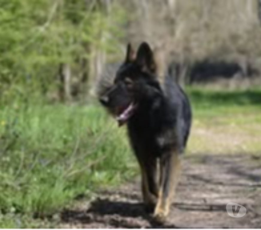 Don animaux Drôme St Restitut - 26130 - Photos Vivastreet Chien VENUM à l adoption