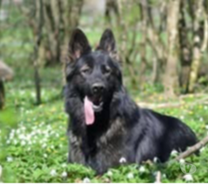 Don animaux Drôme St Restitut - 26130 - Photos Vivastreet Chien VENUM à l adoption