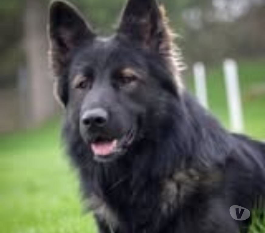 Don animaux Drôme St Restitut - 26130 - Photos Vivastreet Chien VENUM à l adoption