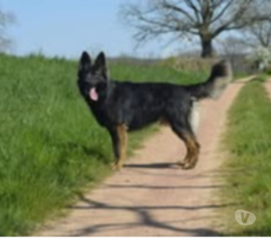 Don animaux Drôme St Restitut - 26130 - Photos Vivastreet Chien VENUM à l adoption