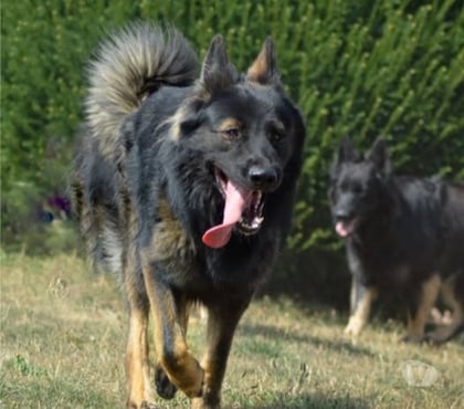Adoption animaux St Restitut Drôme - Photos Vivastreet Chien VENUM à l adoption