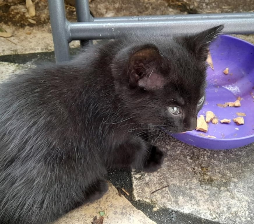 Don animaux Pyrénées-Atlantiques Anglet - 64600 - Photos Vivastreet Donne 3 chatons noirs mâles sur ANGLET