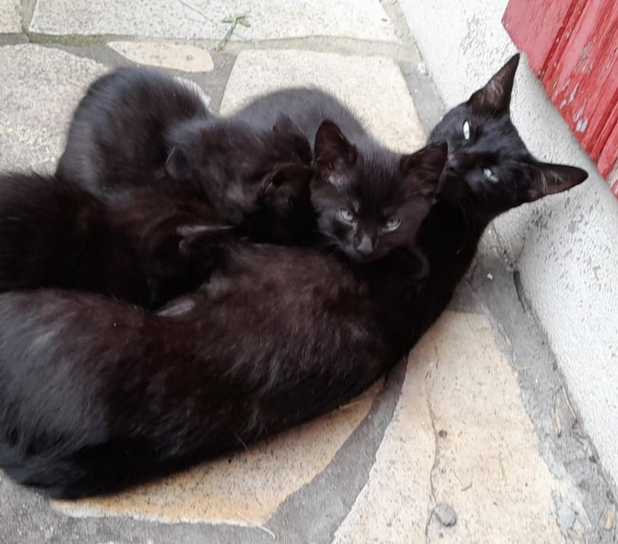 Don animaux Pyrénées-Atlantiques Anglet - 64600 - Photos Vivastreet Donne 3 chatons noirs mâles sur ANGLET