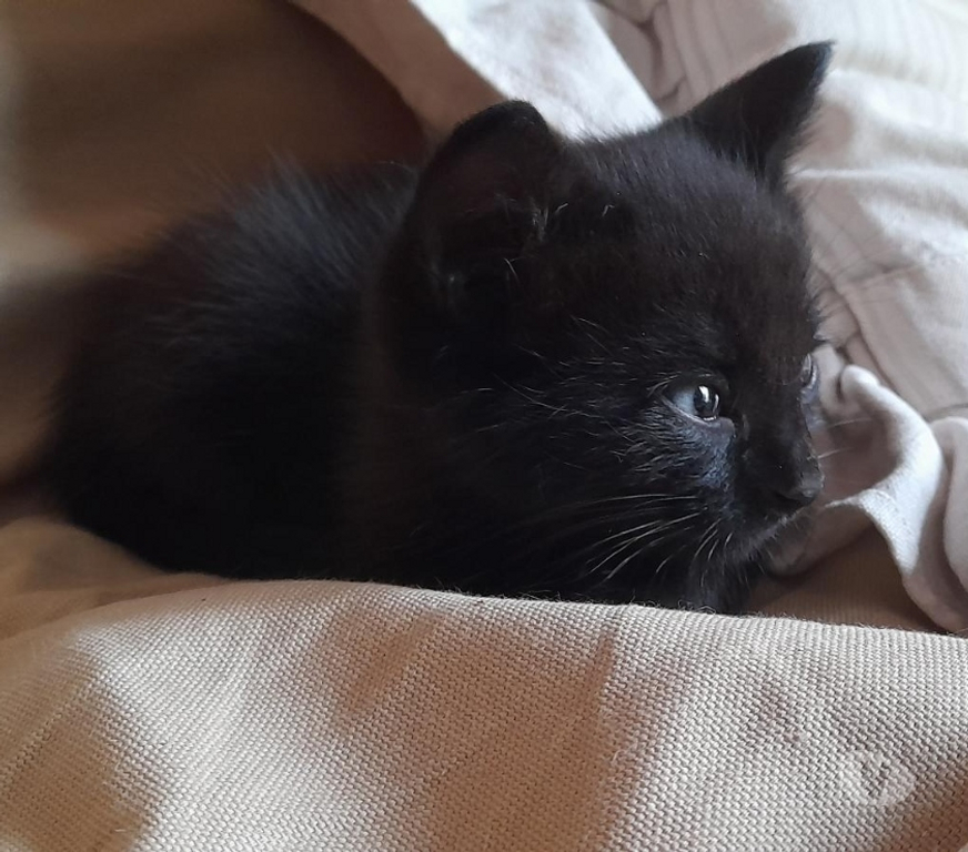 Don animaux Pyrénées-Atlantiques Anglet - 64600 - Photos Vivastreet Donne 3 chatons noirs mâles sur ANGLET