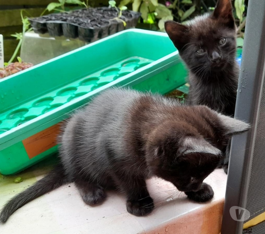 Don animaux Pyrénées-Atlantiques Anglet - 64600 - Photos Vivastreet Donne 3 chatons noirs mâles sur ANGLET