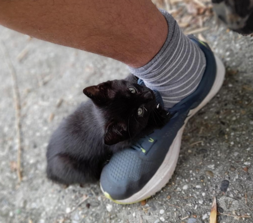 Don animaux Pyrénées-Atlantiques Anglet - 64600 - Photos Vivastreet Donne 3 chatons noirs mâles sur ANGLET