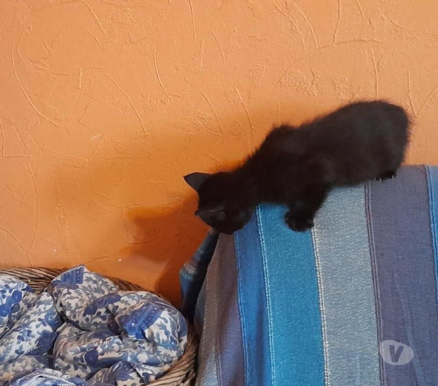 Don animaux Pyrénées-Atlantiques Anglet - 64600 - Photos Vivastreet Donne 3 chatons noirs mâles sur ANGLET