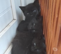Donne 3 chatons noirs mâles sur ANGLET