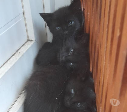 Adoption animaux Anglet Pyrénées-Atlantiques - Photos Vivastreet Donne 3 chatons noirs mâles sur ANGLET