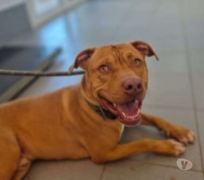Adoption animaux Marseille Marseille - Photos Vivastreet Chien DEMBE à l adoption