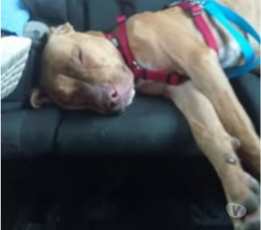 Don animaux Ardèche Meysse - 07400 - Photos Vivastreet Chien TWEET à l adoption