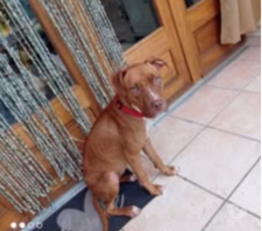 Don animaux Ardèche Meysse - 07400 - Photos Vivastreet Chien TWEET à l adoption