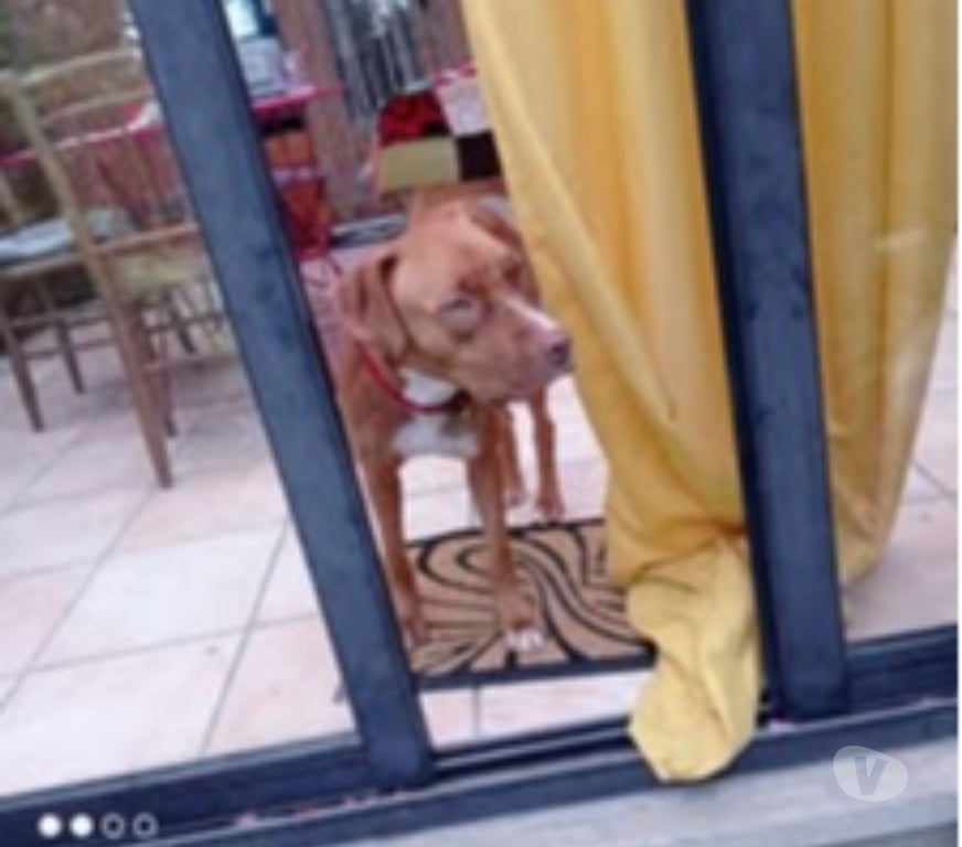 Don animaux Ardèche Meysse - 07400 - Photos Vivastreet Chien TWEET à l adoption