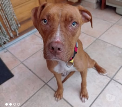 Adoption animaux Meysse Ardèche - Photos Vivastreet Chien TWEET à l adoption