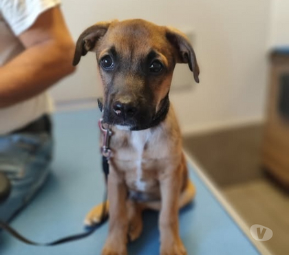 Adoption animaux Etoile sur Rhone Etoile sur Rhone - Photos Vivastreet Chien SAMY à l adoption