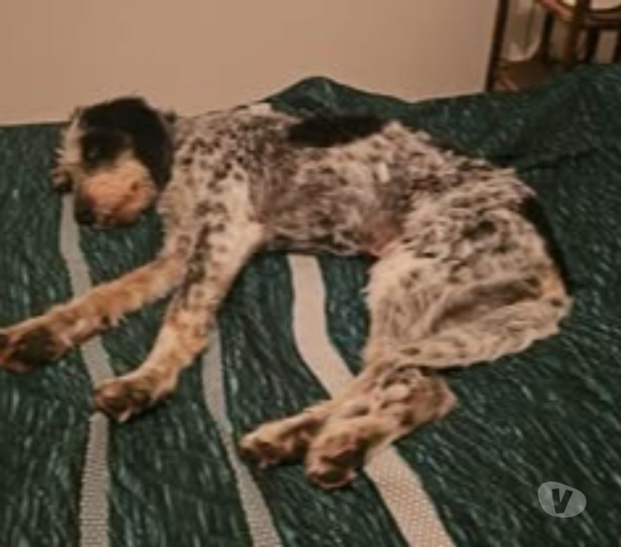 Don animaux Drôme Montelimar - 26200 - Photos Vivastreet Chien CHANA à l adoption