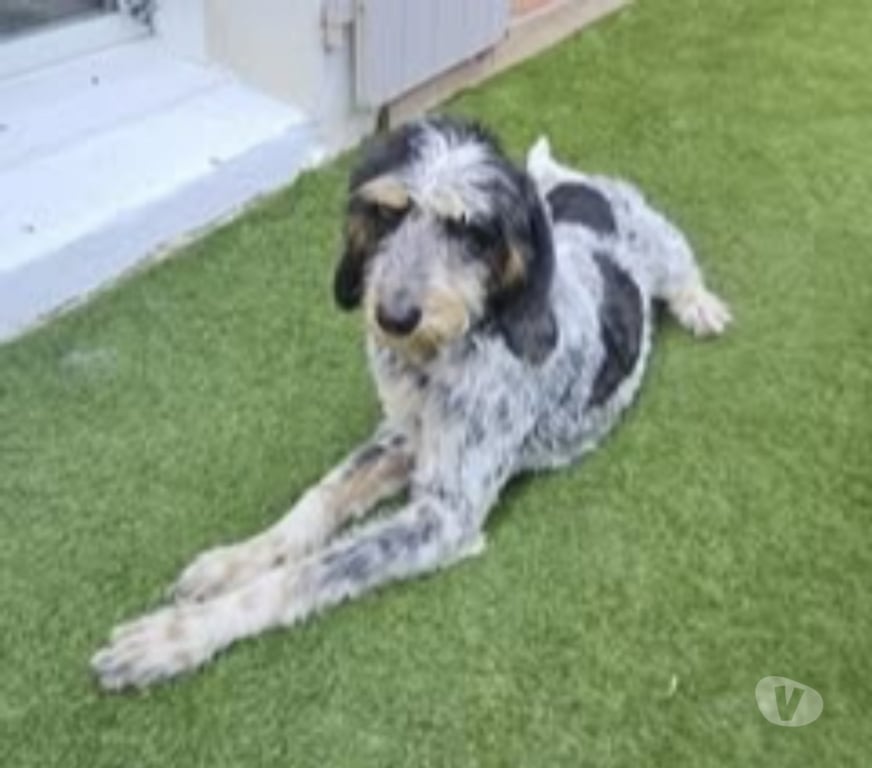 Don animaux Drôme Montelimar - 26200 - Photos Vivastreet Chien CHANA à l adoption