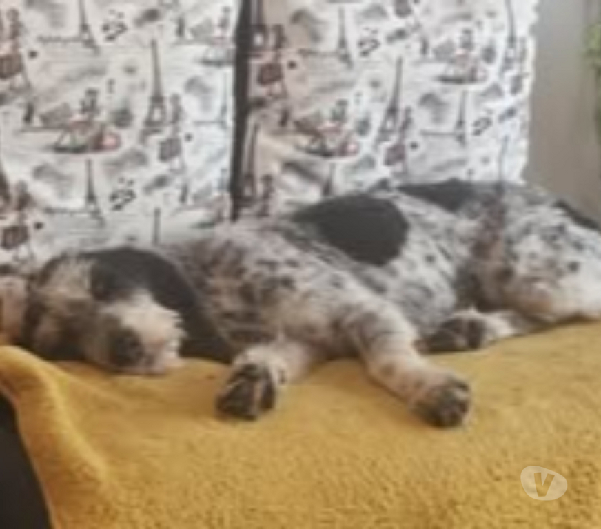 Don animaux Drôme Montelimar - 26200 - Photos Vivastreet Chien CHANA à l adoption