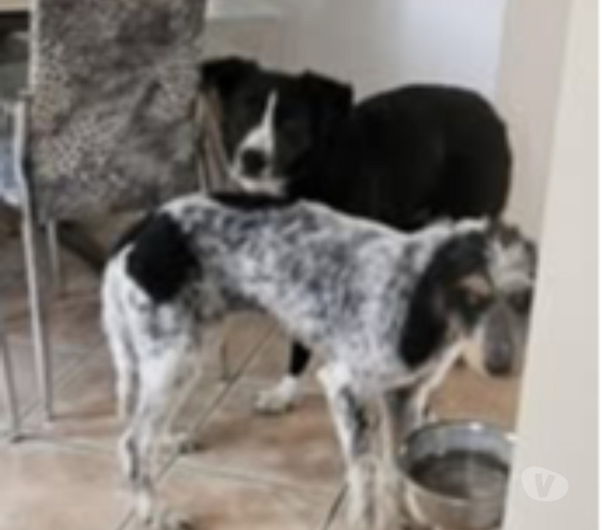 Don animaux Drôme Montelimar - 26200 - Photos Vivastreet Chien CHANA à l adoption