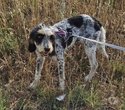 Don animaux Montelimar Drôme - Photos Vivastreet Chien CHANA à l adoption