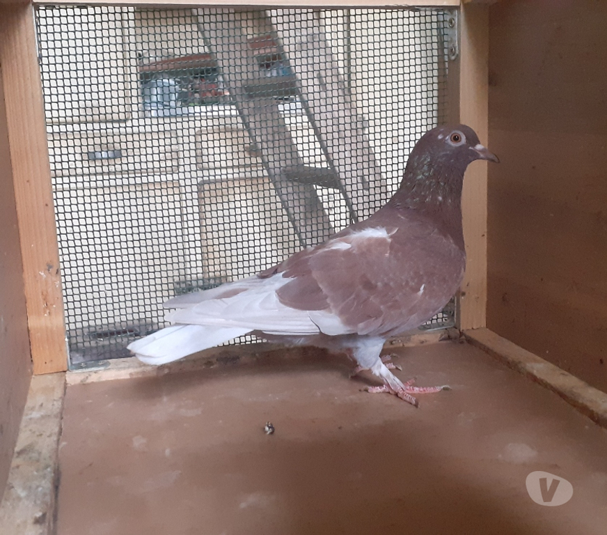 Vente Gironde Begles - 33130 - Photos Vivastreet COUPLE de PIGEONS