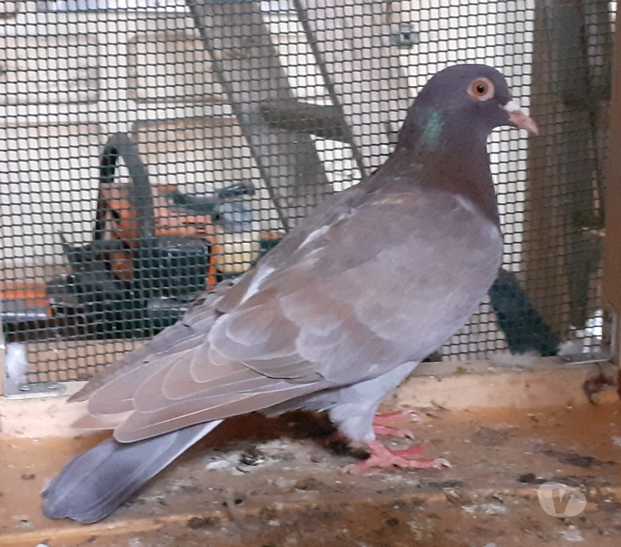 Vente Gironde Begles - 33130 - Photos Vivastreet COUPLE de PIGEONS