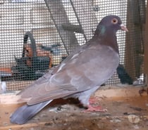 COUPLE de PIGEONS