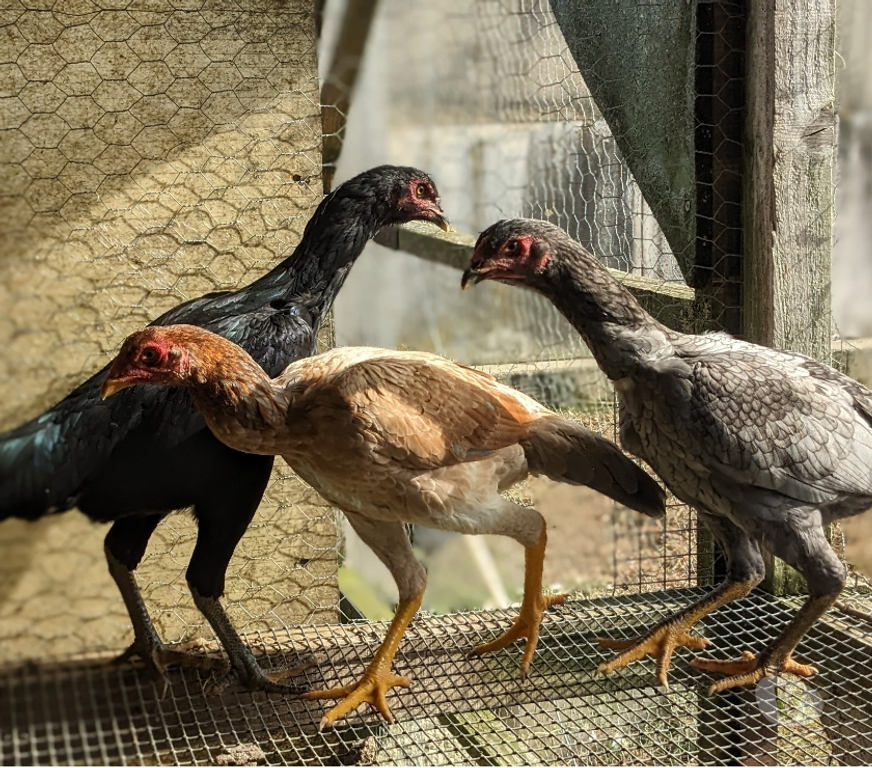Vente Tarn Albi - 81000 - Photos Vivastreet Coq grande race Shamo