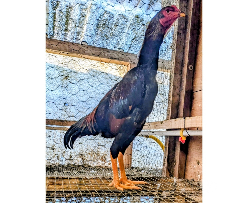 Vente Tarn Albi - 81000 - Photos Vivastreet Coq grande race Shamo