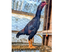 Coq grande race Shamo