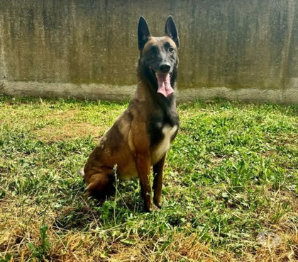 Adoption animaux Beziers Hérault - Photos Vivastreet Chien ALISEE à l adoption