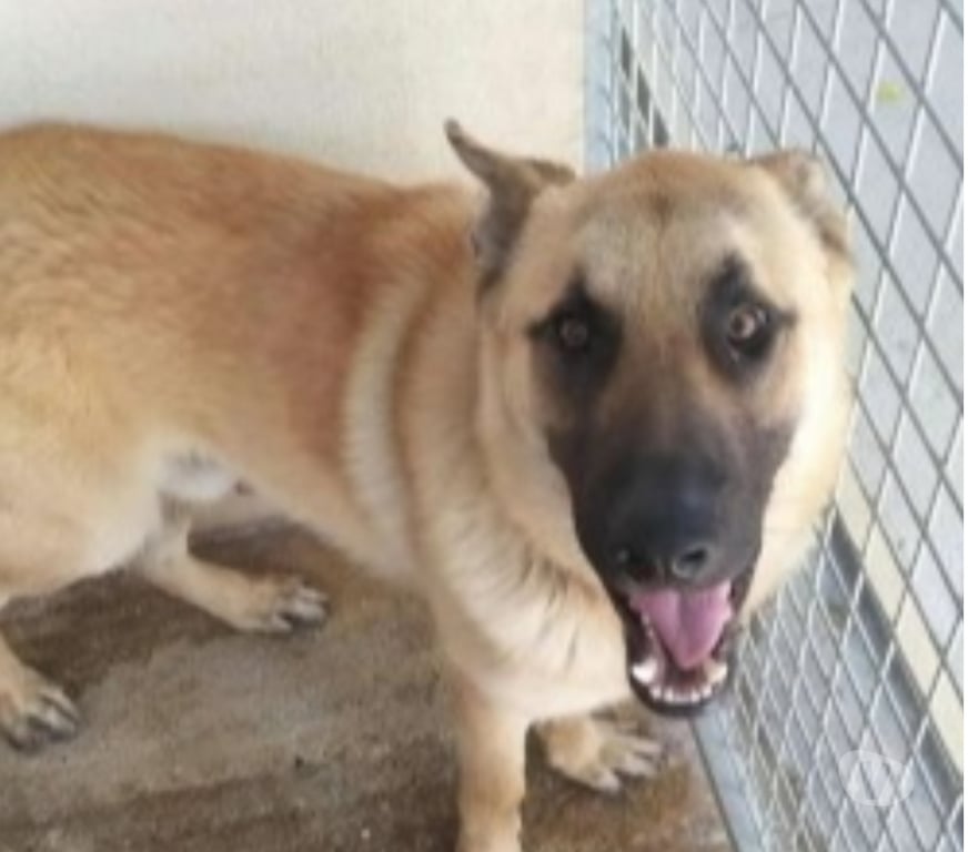 Don animaux Bouches-du-Rhône Marseille - Photos Vivastreet Chien VIC à l adoption