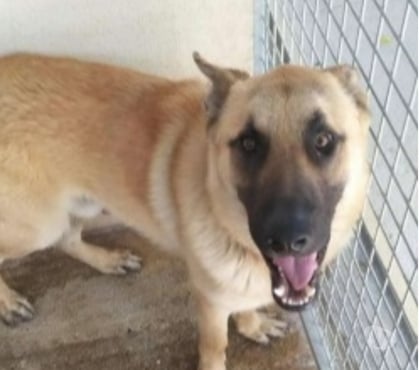 Don animaux Marseille Marseille - Photos Vivastreet Chien VIC à l adoption